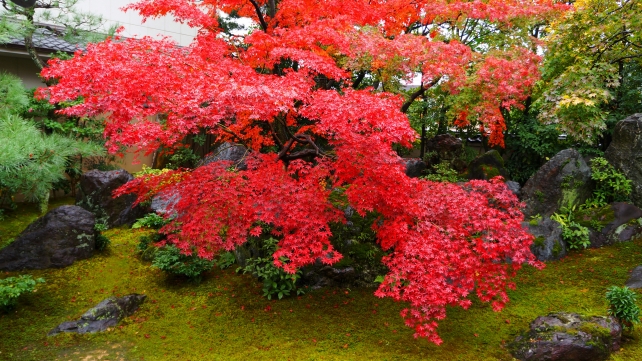 法輪寺の本堂前庭園と見頃の紅葉