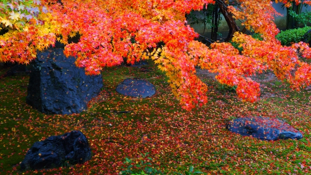 法輪寺の本堂前庭園と見頃の紅葉と苔と散りもみじ