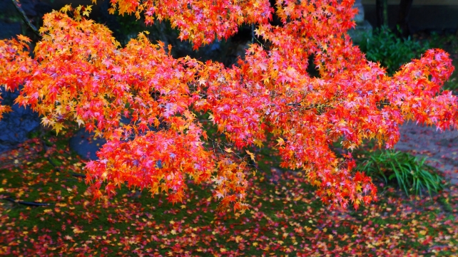 達磨の本堂前庭園（方丈前庭園）と見頃の紅葉と苔と散りもみじ
