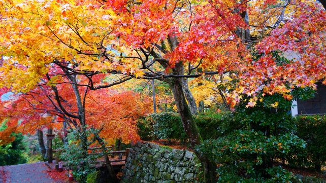 大原宝泉院の山門前の紅葉