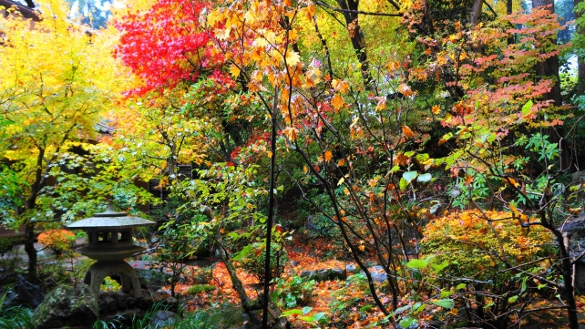 京都大原宝泉院の囲炉裏の部屋前庭園の紅葉