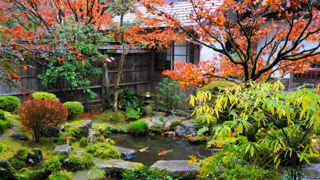 紅葉が見頃をむかえた大原宝泉院の鶴亀庭園
