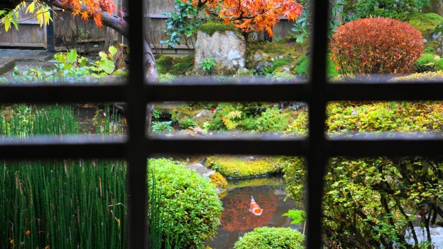 大原宝泉院の鶴亀庭園の見頃の紅葉