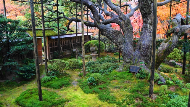 大原宝泉院の額縁の庭園の五葉の松と紅葉