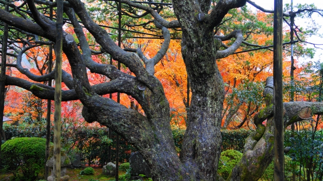 宝泉院の額縁の庭園の五葉の松と紅葉