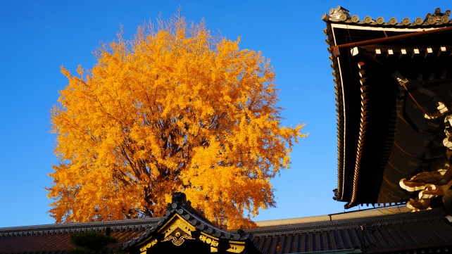 Nishi-Hongan-ji Temple Kyoto 大銀杏 御影堂門 見ごろ
