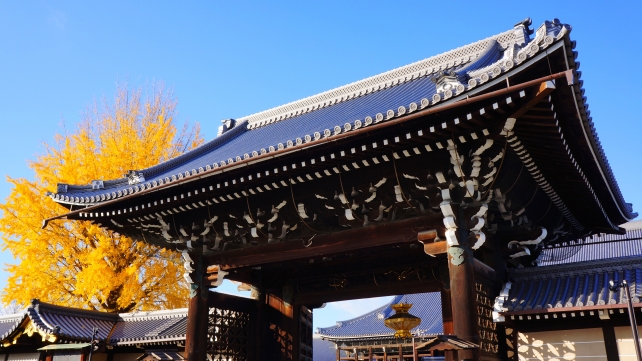 本願寺（西本願寺）の御影堂門と見ごろの美しい大銀杏