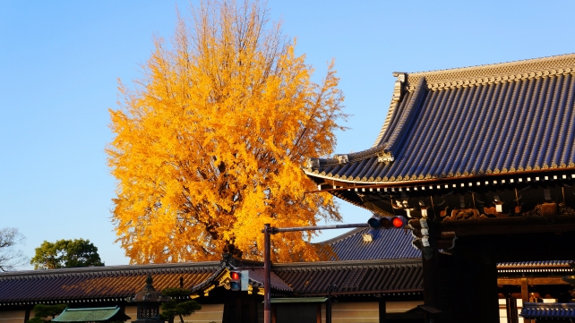 西本願寺の御影堂門と見頃の黄葉の大銀杏