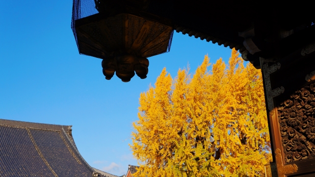 本願寺（西本願寺）の阿弥陀堂門と見ごろの黄葉の銀杏