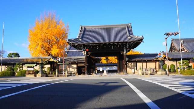 京都西本願寺の御影堂門と見ごろの大銀杏