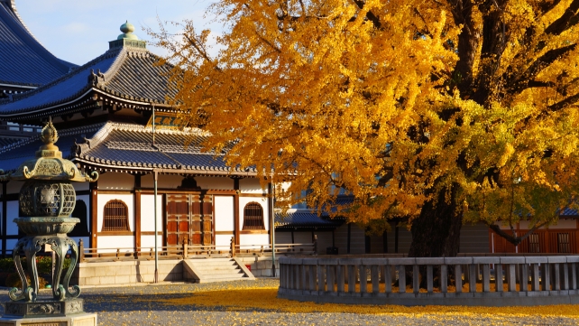 西本願寺の経蔵と見頃の美しい銀杏