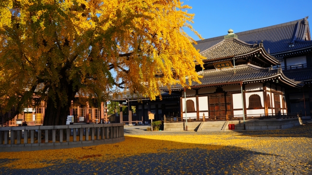 西本願寺の経蔵と見ごろの銀杏