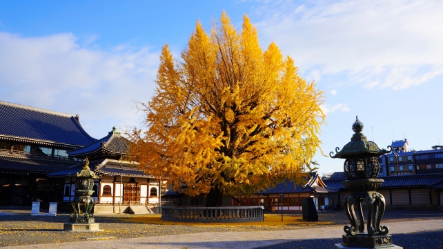 京都西本願寺の経蔵と美しい見ごろの銀杏