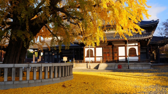 Kyoto Nishi-Honganji Temple 銀杏 鮮やか 見ごろ 本願寺 西本願寺 経蔵