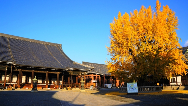 西本願寺の阿弥陀堂と見ごろの黄葉の銀杏