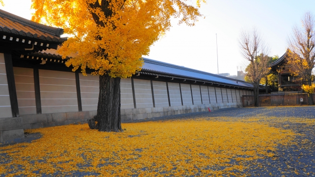 西本願寺の御影堂門付近の散り黄葉の銀杏