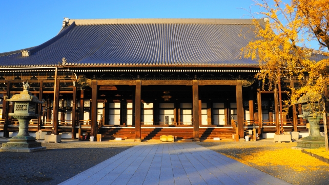 京都西本願寺の御影堂と見頃の鮮やかな大銀杏