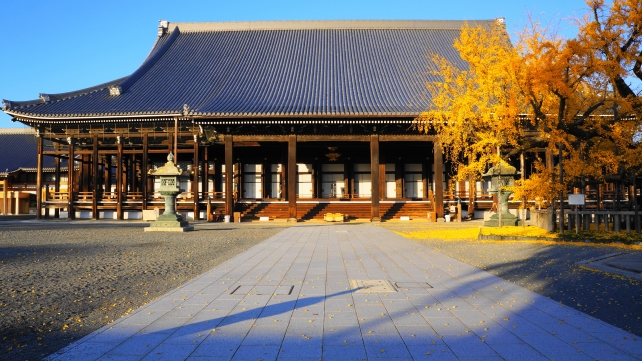 西本願寺の御影堂と見頃の大銀杏