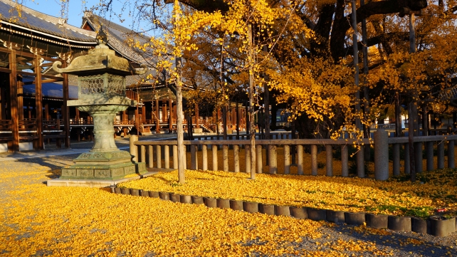 西本願寺の見ごろの水吹き銀杏