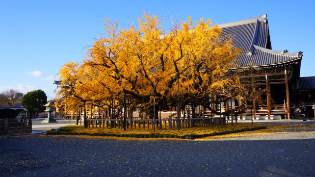 西本願寺の御影堂と見頃の黄葉の大銀杏
