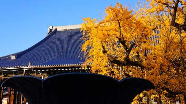 西本願寺と御影堂と見頃の黄葉の大銀杏