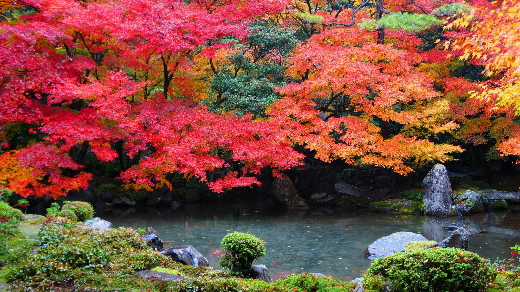 蓮華寺の極上の秋の彩り