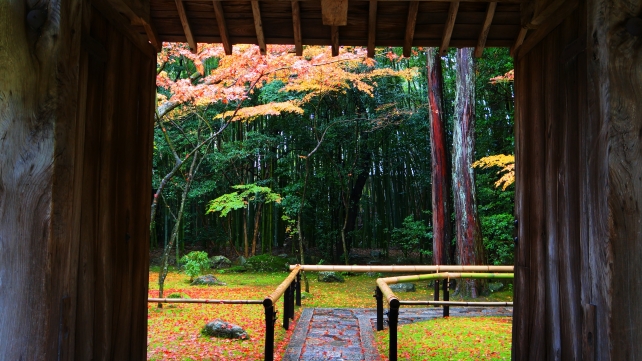 大徳寺高桐院の表門と付近の紅葉