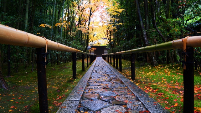 大徳寺高桐院の秋の参道の見ごろの紅葉 2014年11月25日