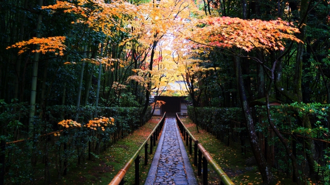 秋の大徳寺塔頭高桐院の参道の見ごろの紅葉