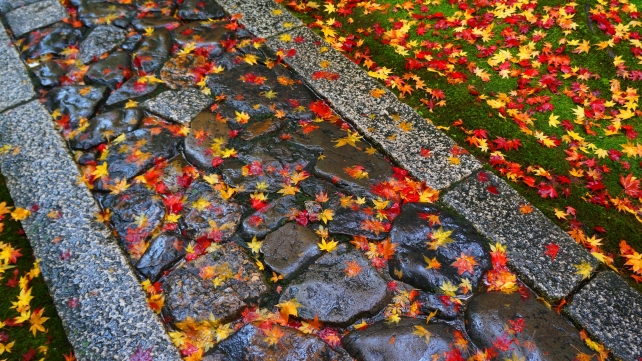 大徳寺塔頭高桐院 参道の色とりどりの散紅葉と緑の苔