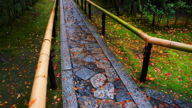 大徳寺高桐院の散紅葉と苔の参道