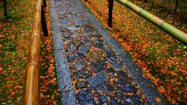 大徳寺 高桐院 散り紅葉の参道