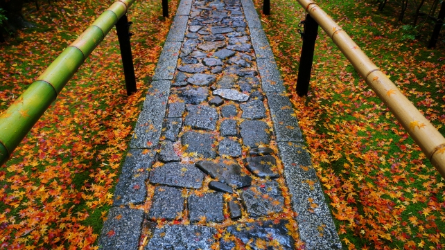 大徳寺高桐院の参道の見ごろの紅葉