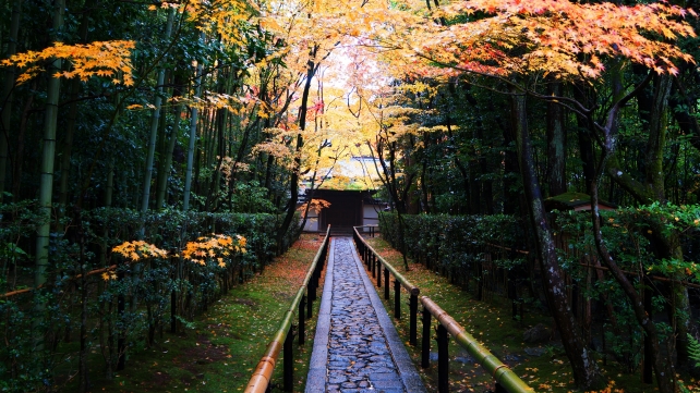 大徳寺塔頭高桐院の見ごろの紅葉につつまれた参道