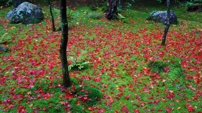 大徳寺高桐院の参道脇の赤い地散紅葉と緑の苔 2014年11月25日