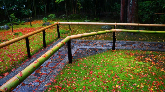大徳寺塔頭高桐院の参道脇の赤い散り紅葉と緑の苔