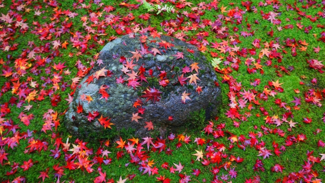 大徳寺高桐院の参道脇の赤い散り紅葉と緑の苔と岩