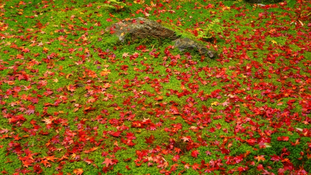 高桐院の参道脇の赤い敷き紅葉と緑の苔 11月25日