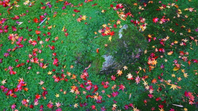 高桐院 参道 色とりどりの散り紅葉と緑の苔