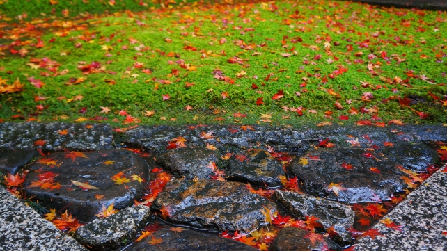 京都大徳寺高桐院の参道の散り紅葉と苔 2014年11月