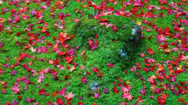大徳寺高桐院の参道脇の緑の苔と赤い散り紅葉