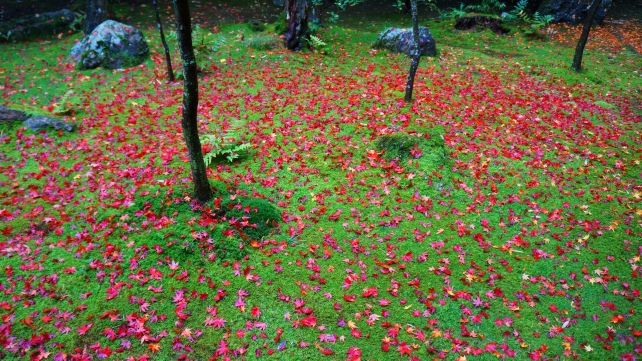 大徳寺塔頭高桐院の参道脇の赤い敷きもみじと緑の苔