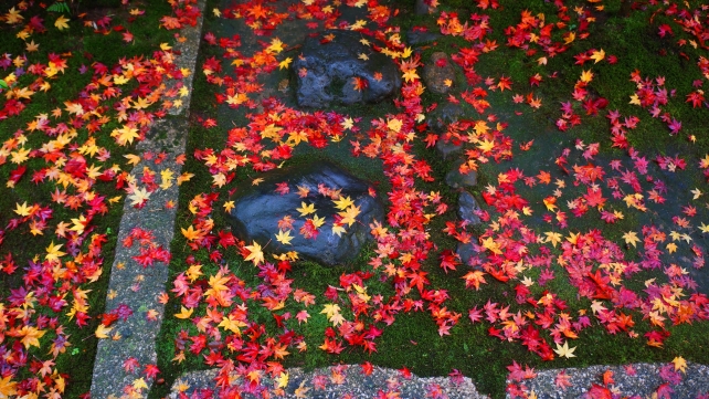 大徳寺高桐院の参道脇の散り紅葉と苔
