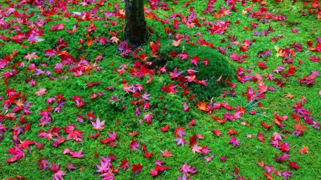 大徳寺高桐院の参道脇の緑の苔と赤い散りもみじ 11月