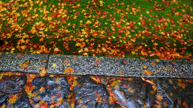 大徳寺高桐院の参道の苔と散り紅葉