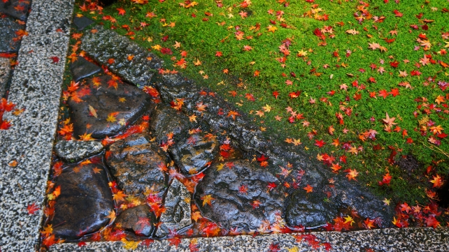 高桐院 参道 紅葉と苔 秋