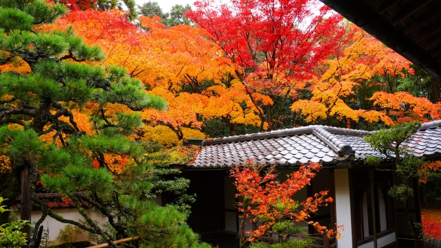 大徳寺塔頭高桐院の客殿から眺めた唐門と見頃の紅葉