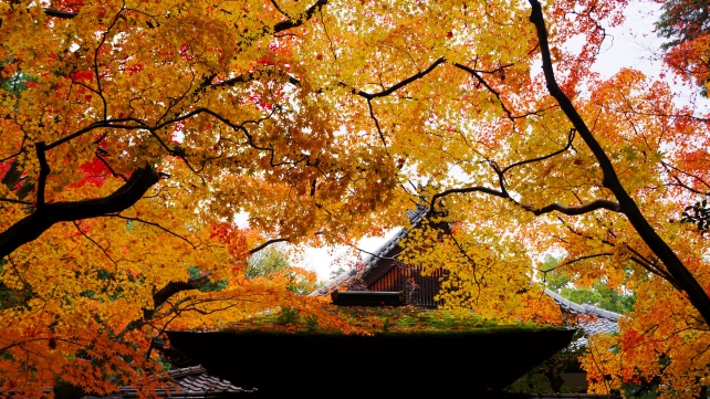 高桐院の唐門と見頃の紅葉