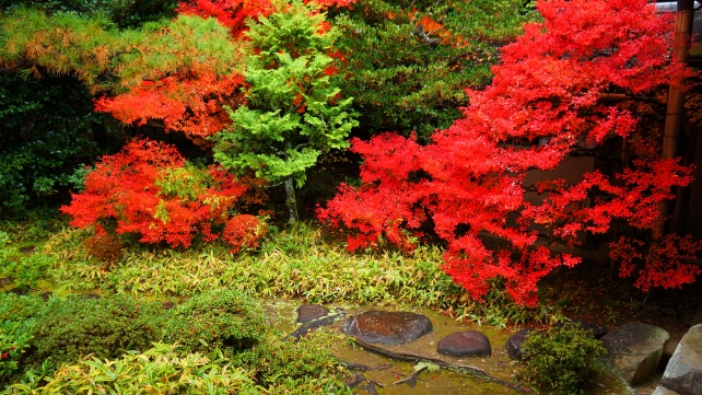 大徳寺 高桐院 書院「意北軒」 西庭 ツツジの紅葉