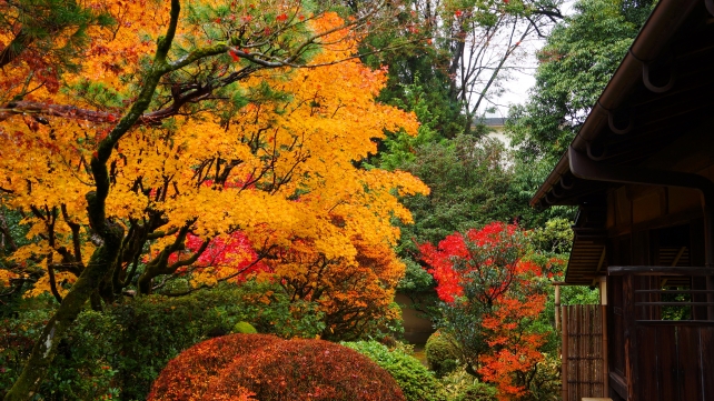 高桐院の書院「意北軒」南庭の見頃の紅葉